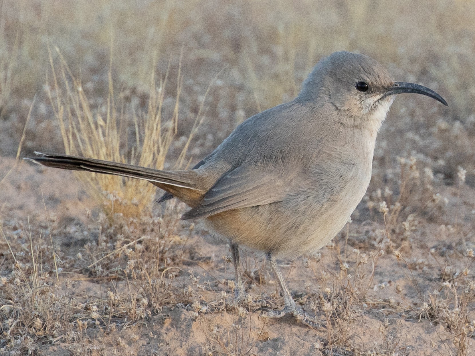 LeConte's Thrasher - Evan Buck