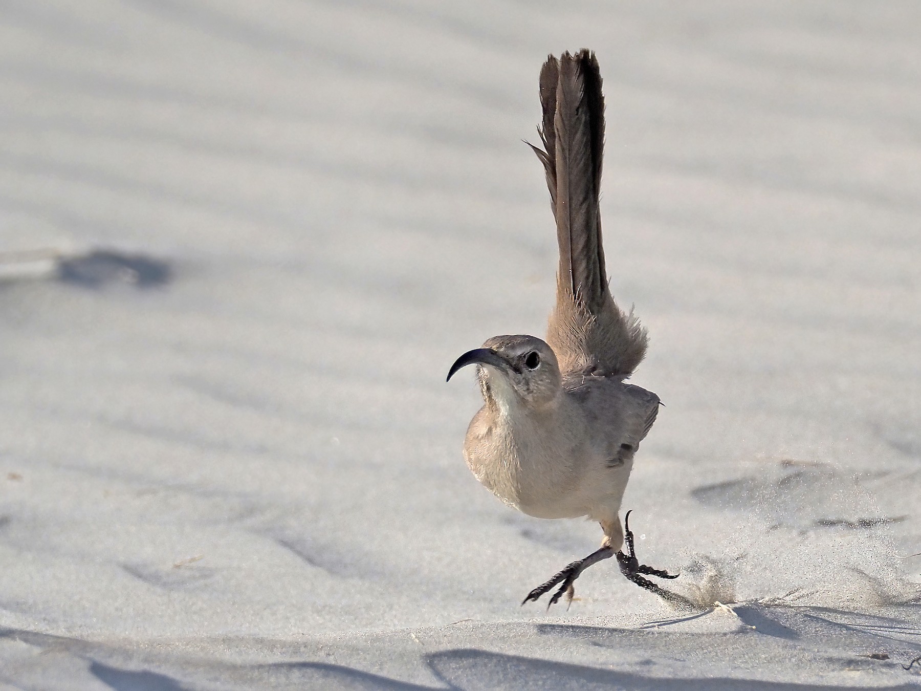 Leconte S Thrasher Ebird