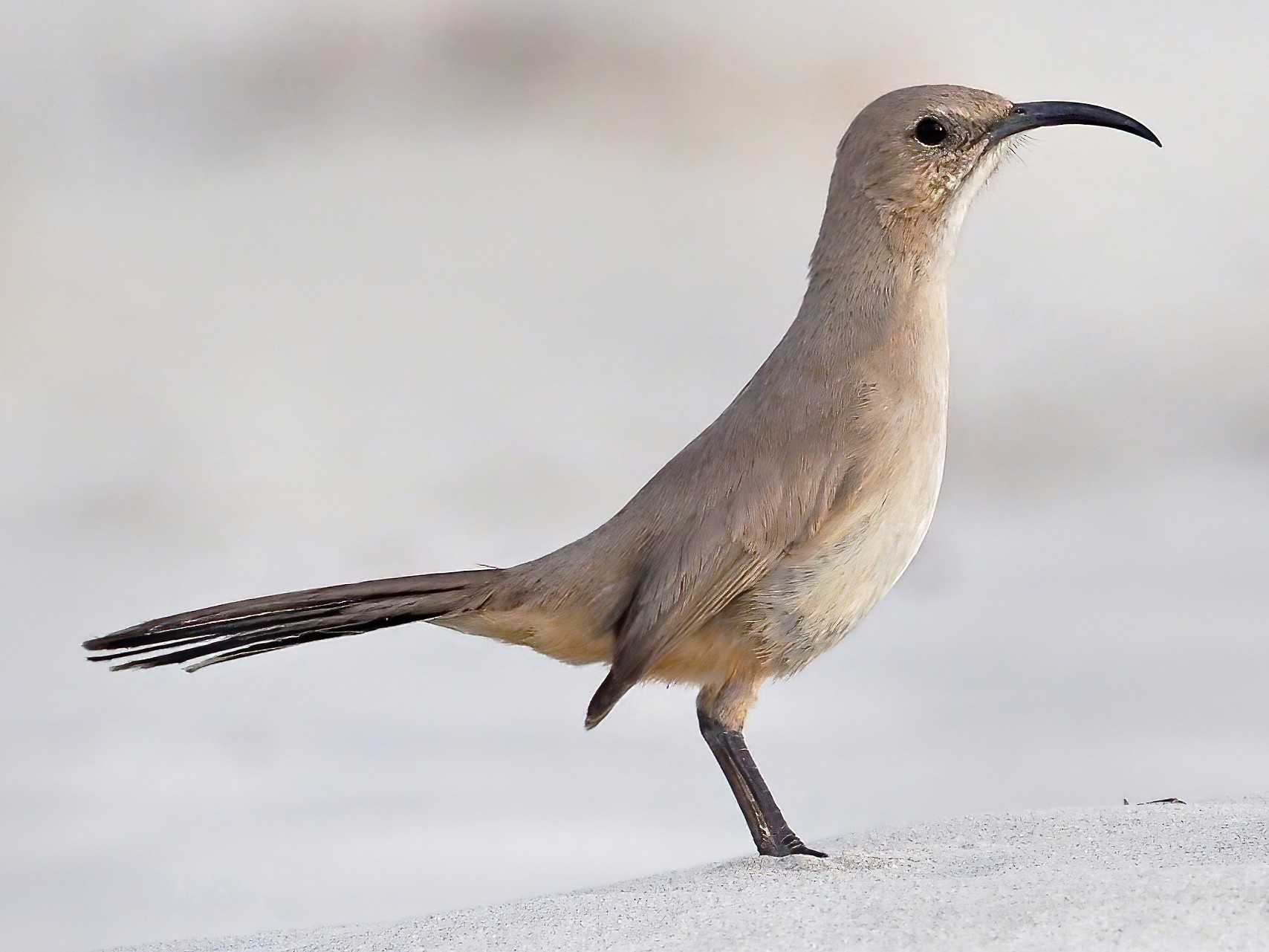 Leconte S Thrasher Ebird