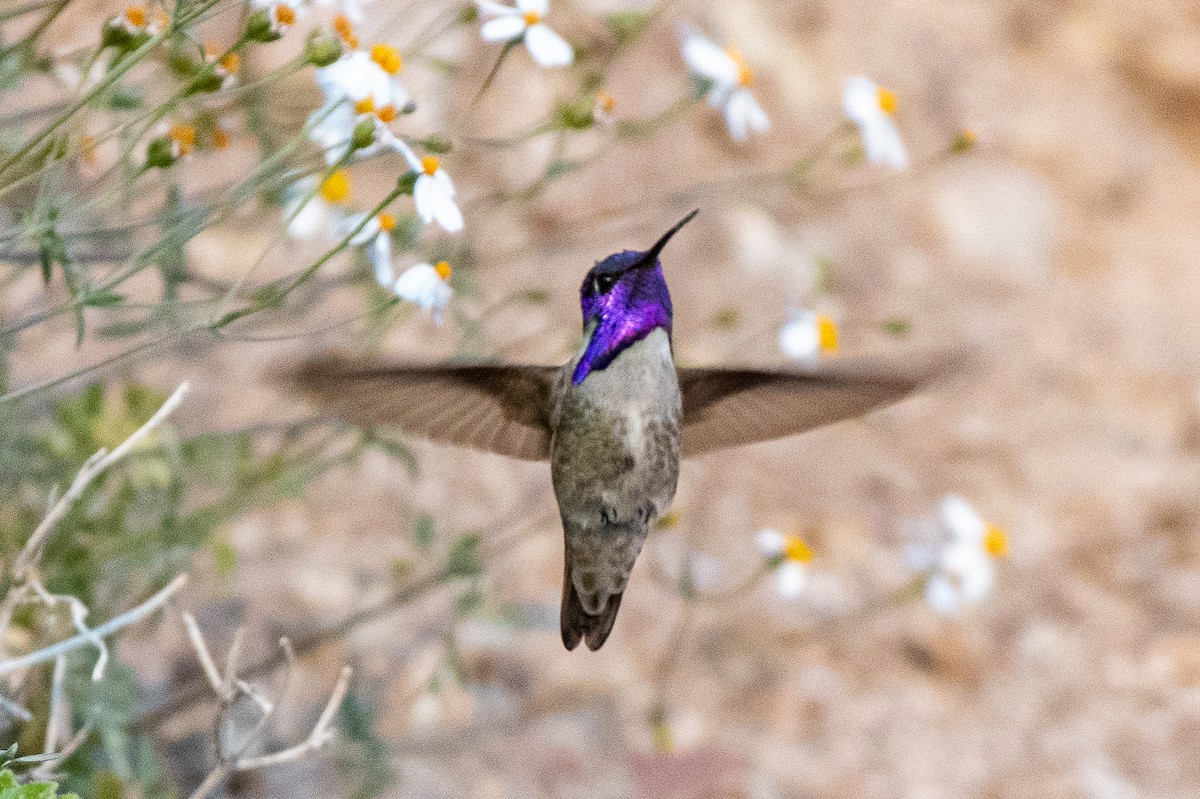 Costa's Hummingbird - ML303830401