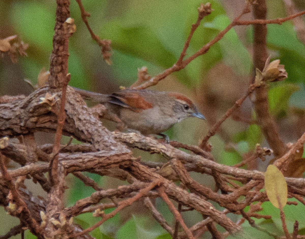 Pale-breasted Spinetail - ML303831651