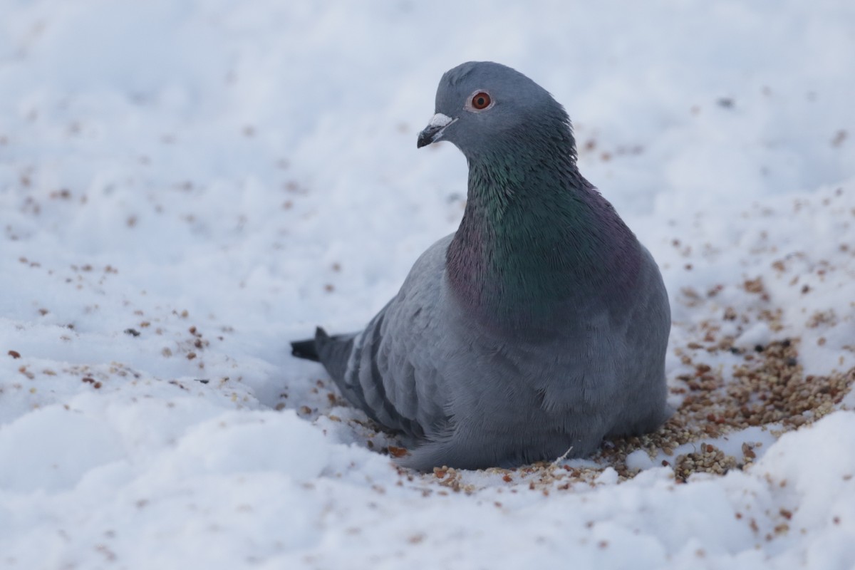 Rock Pigeon (Feral Pigeon) - ML303833881