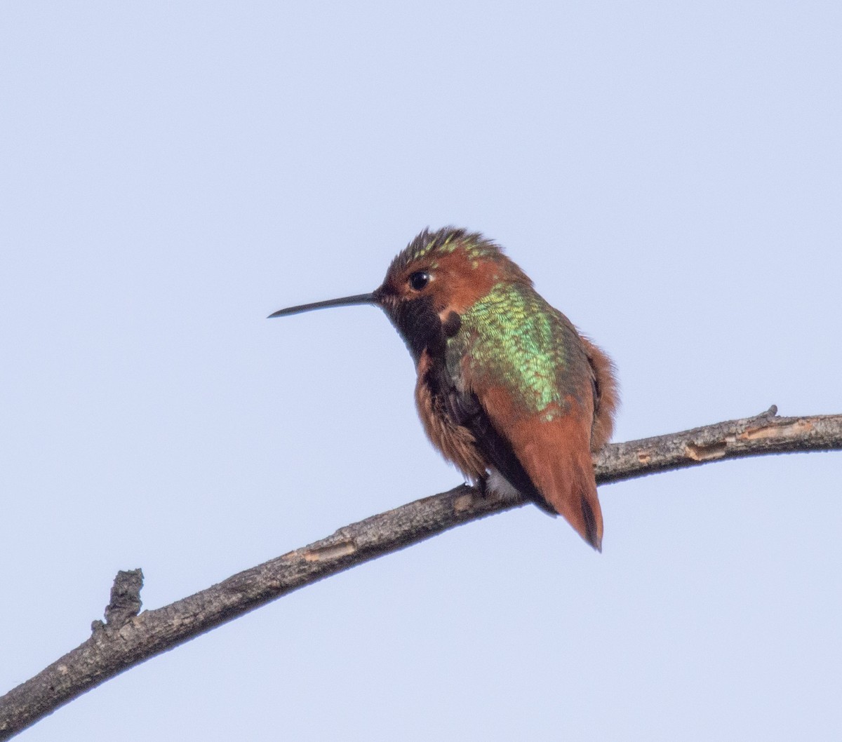 Allen's Hummingbird - ML303838651
