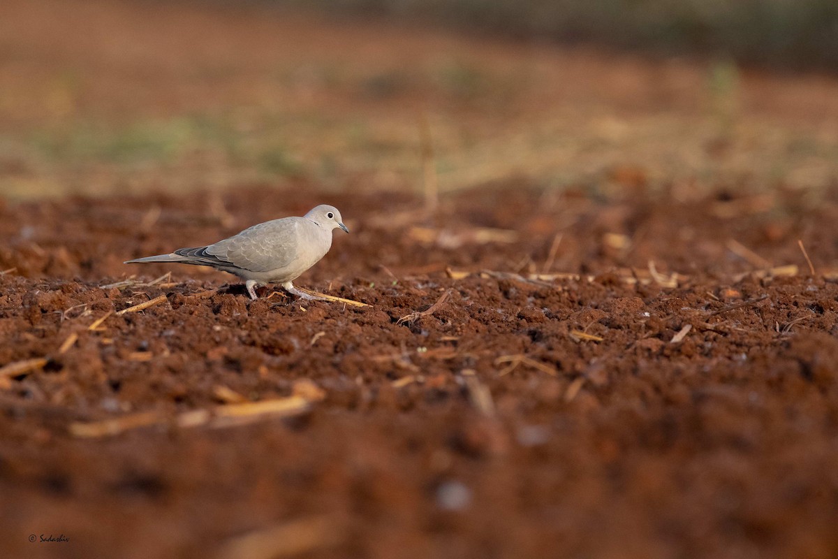 Eurasian Collared-Dove - SADASHIV PUJARI