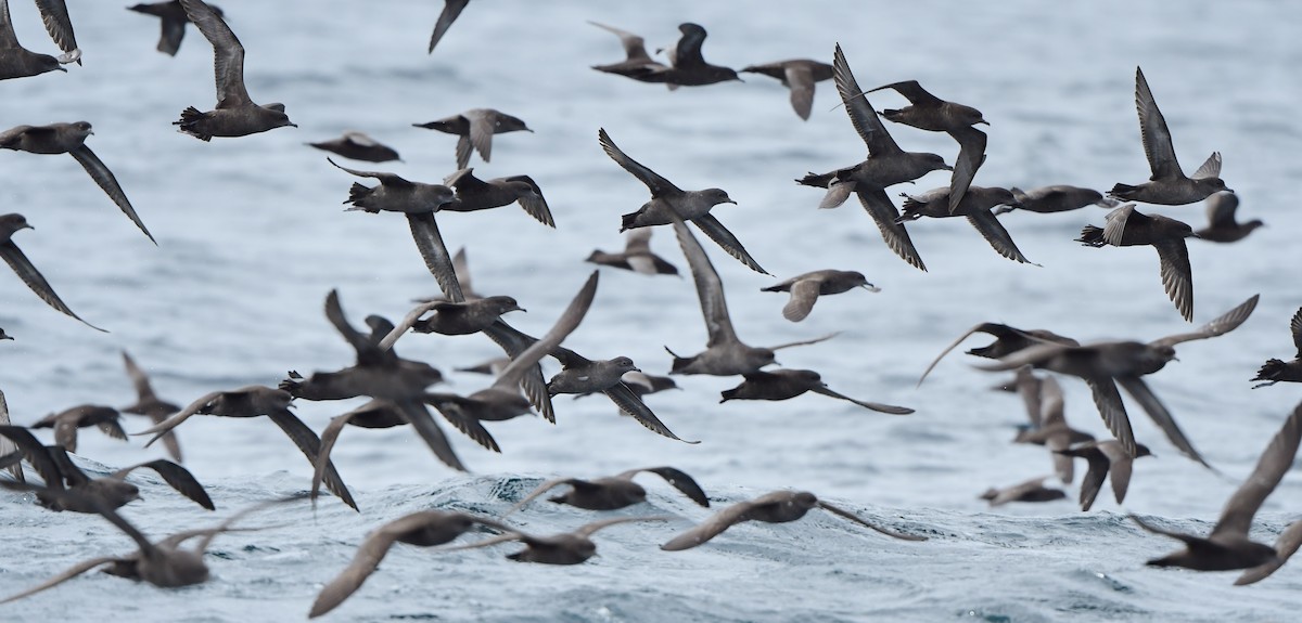 Short-tailed Shearwater - Andy Gee