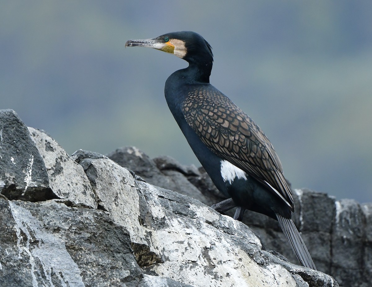Great Cormorant - Andy Gee
