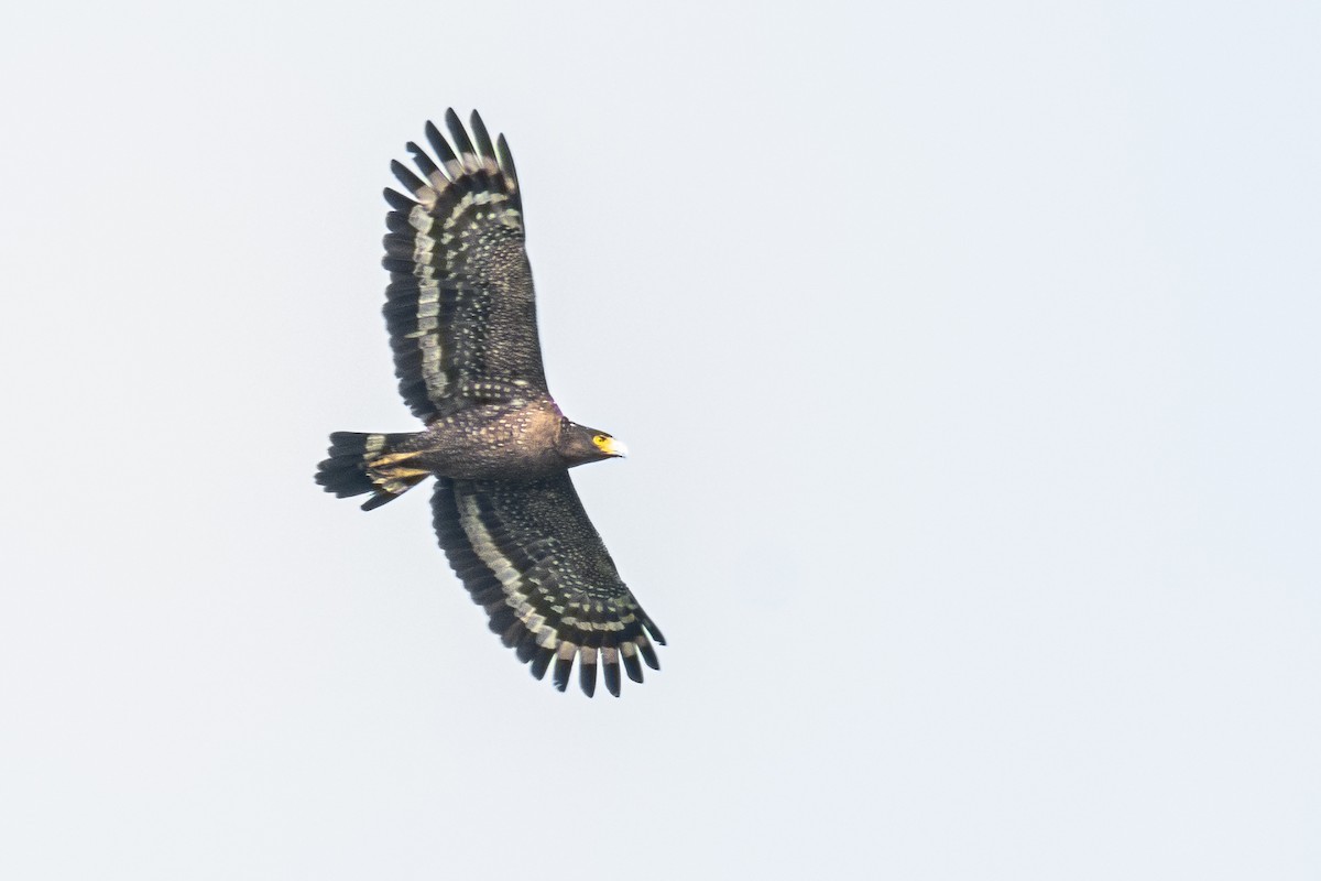 Crested Serpent-Eagle - ML303852601