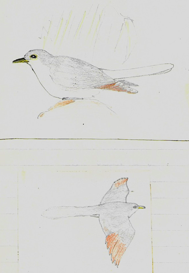 Yellow-billed Cuckoo - Phil Hyde