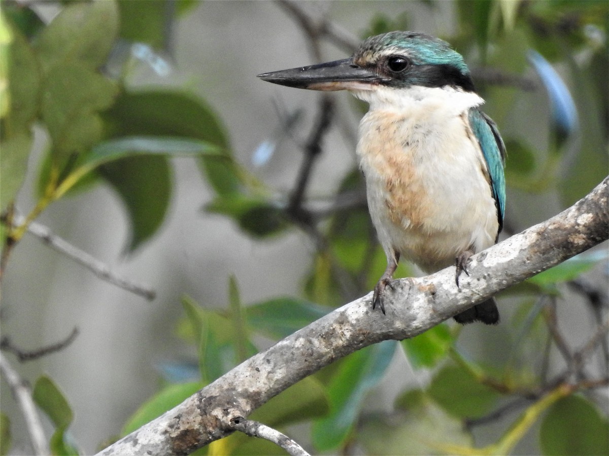 Sacred Kingfisher (Australasian) - ML303854471