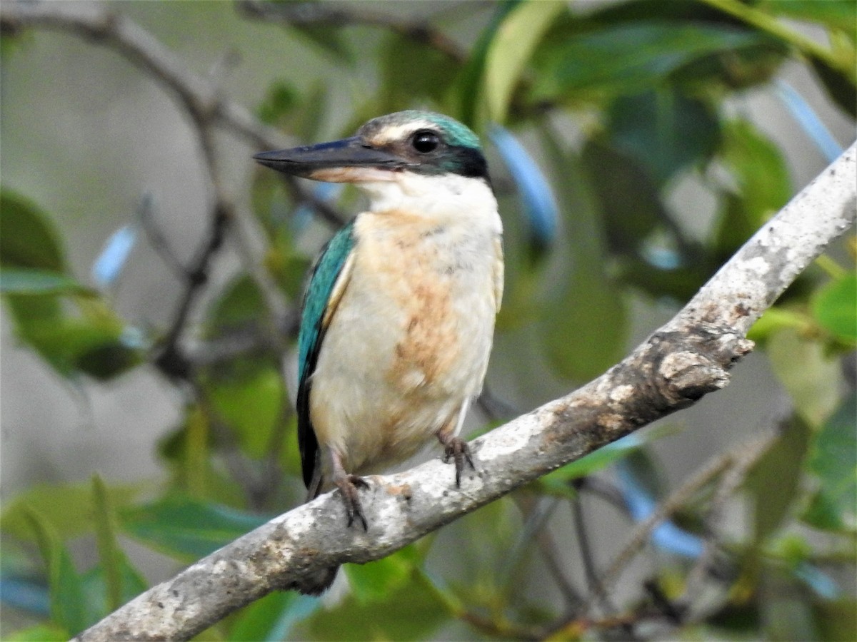 Sacred Kingfisher (Australasian) - ML303854491