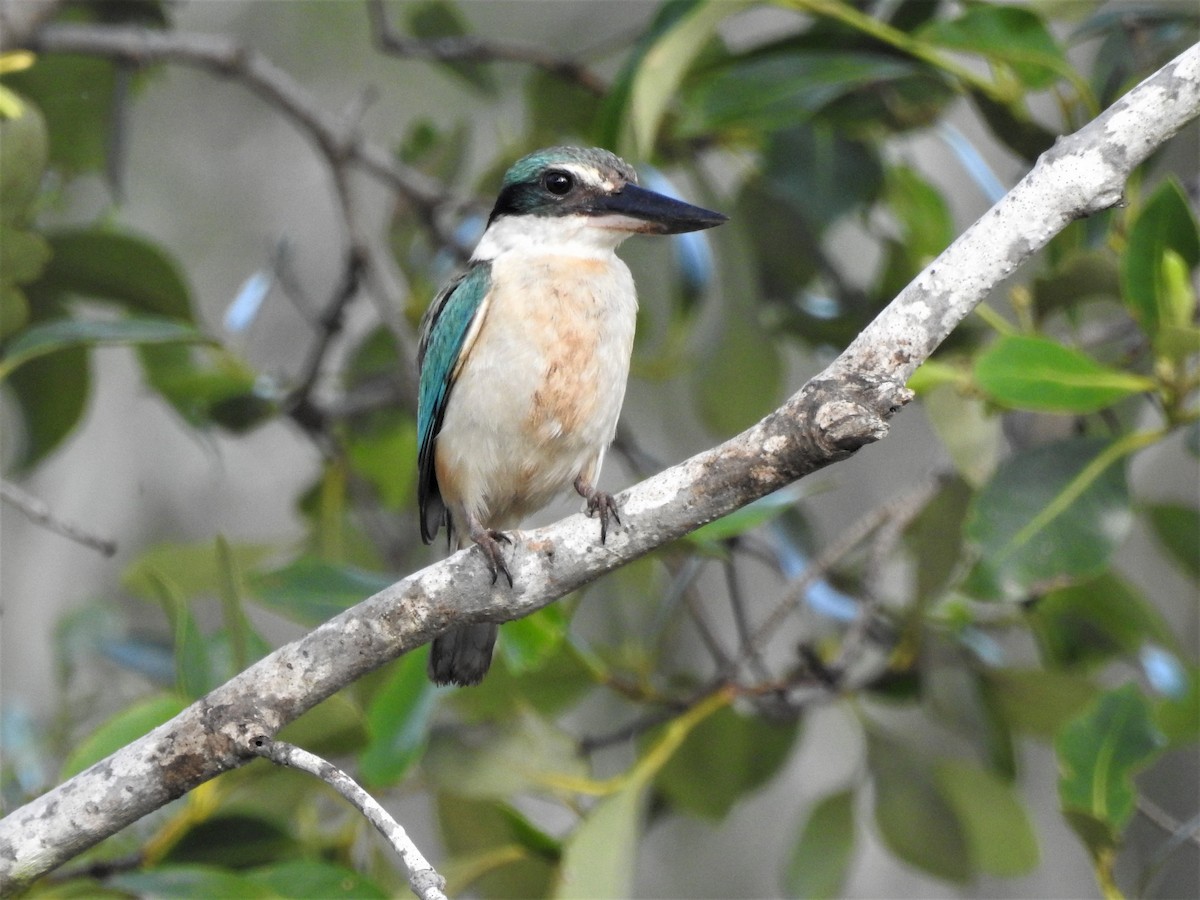 Sacred Kingfisher (Australasian) - David Eddington