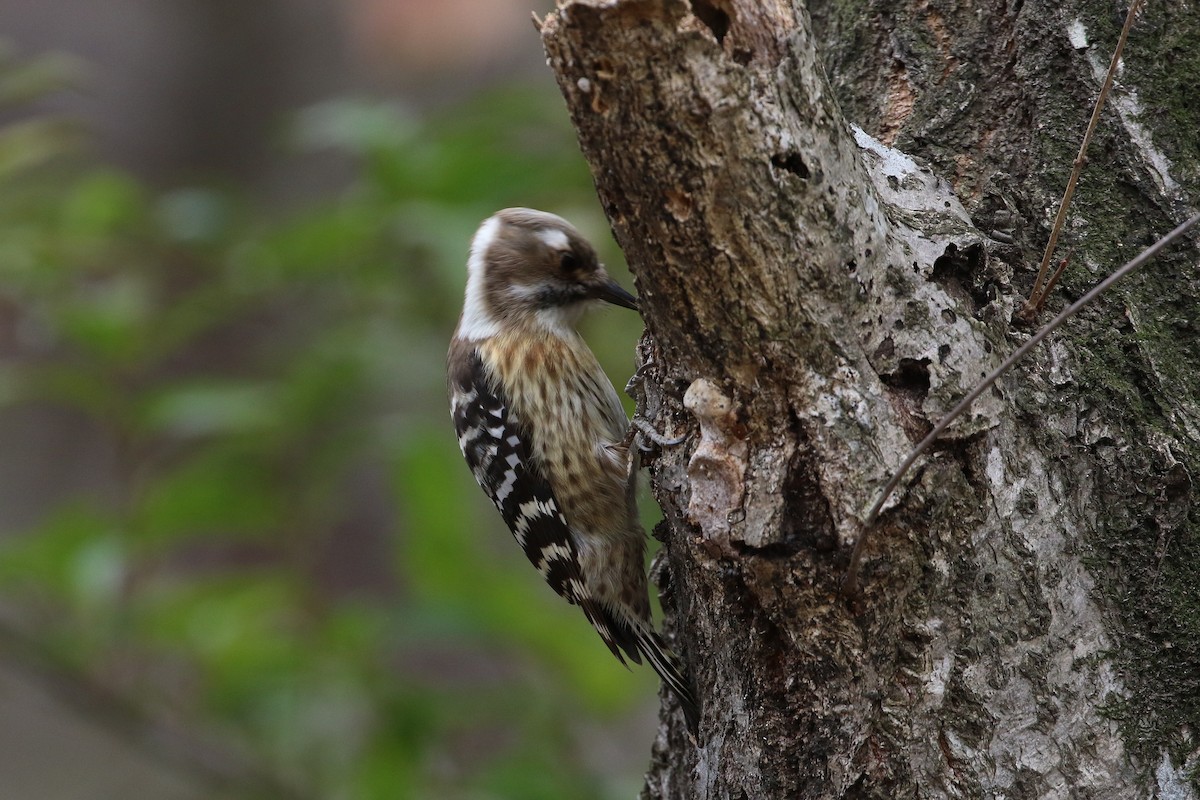 Japanese Pygmy Woodpecker - Atsushi Shimazaki
