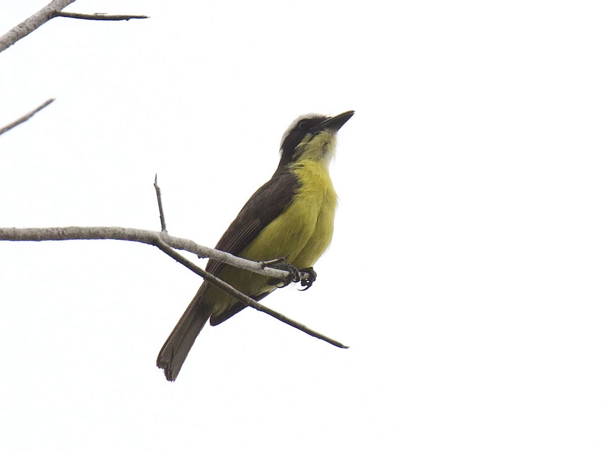 Yellow-throated Flycatcher - Daniel López-Velasco | Ornis Birding Expeditions