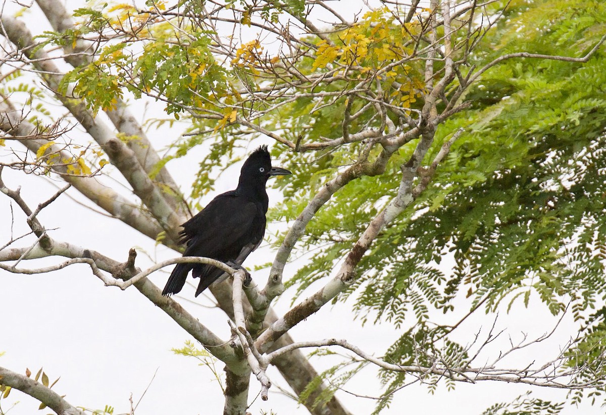 Amazonian Umbrellabird - Daniel López-Velasco | Ornis Birding Expeditions