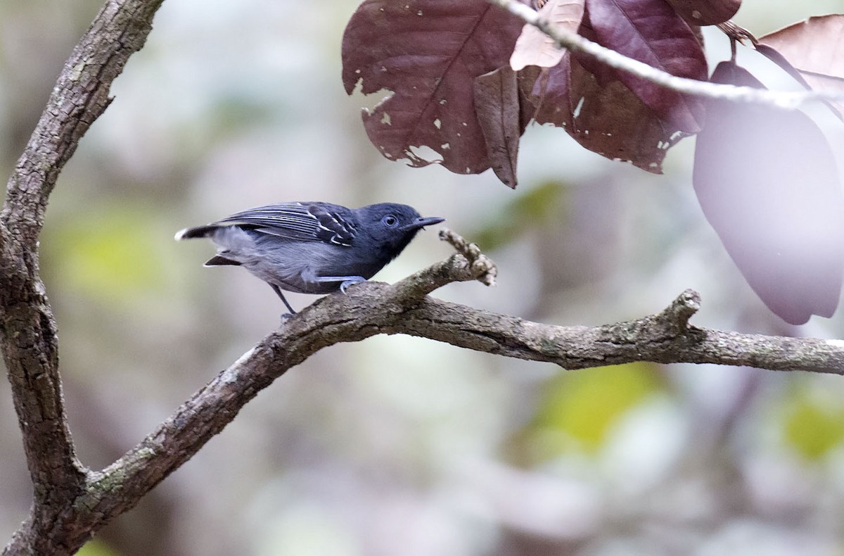 Black-chinned Antbird - Daniel López-Velasco | Ornis Birding Expeditions