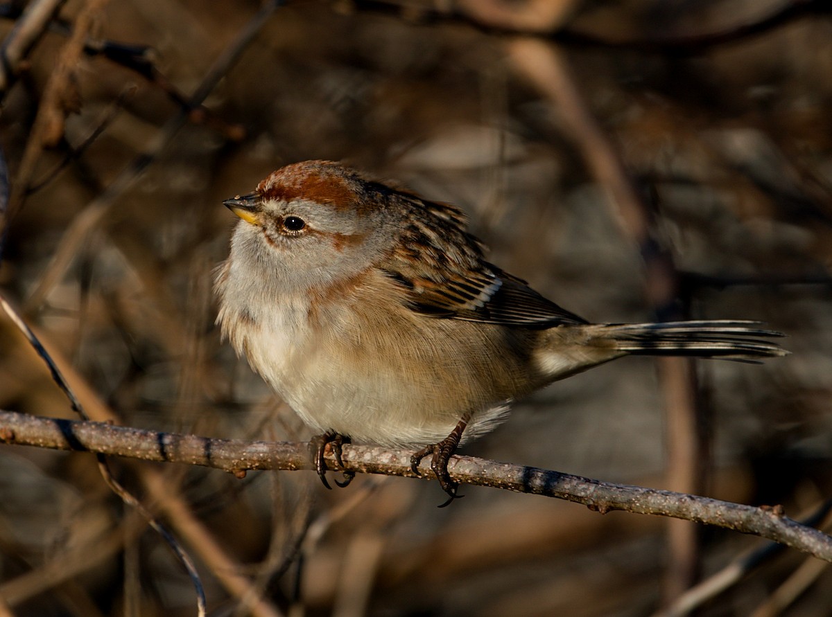 American Tree Sparrow - ML303863011
