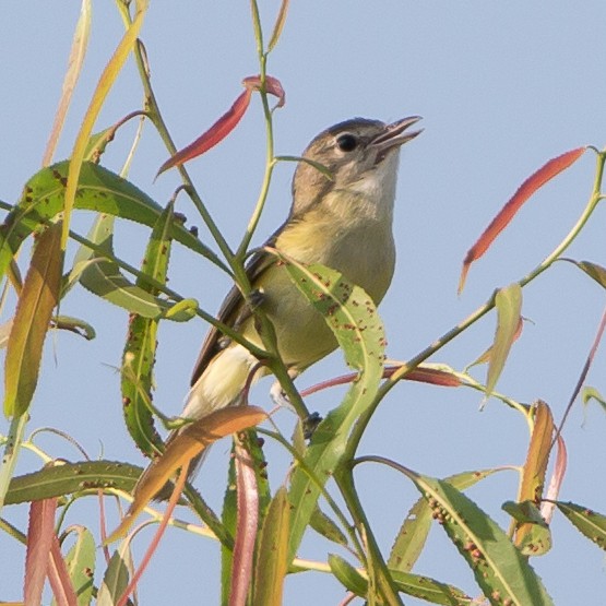 Bell's Vireo - Ronnie Maum