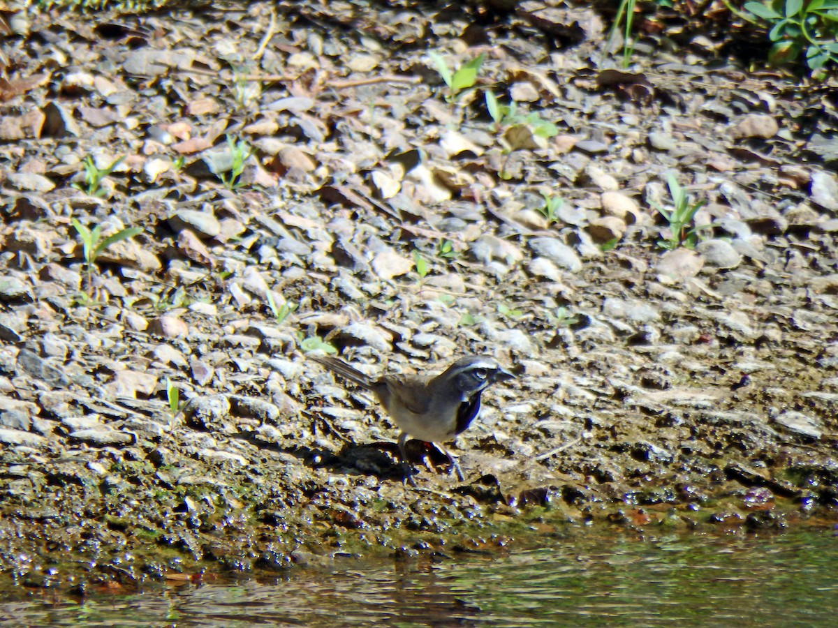 Black-throated Sparrow - ML30386441