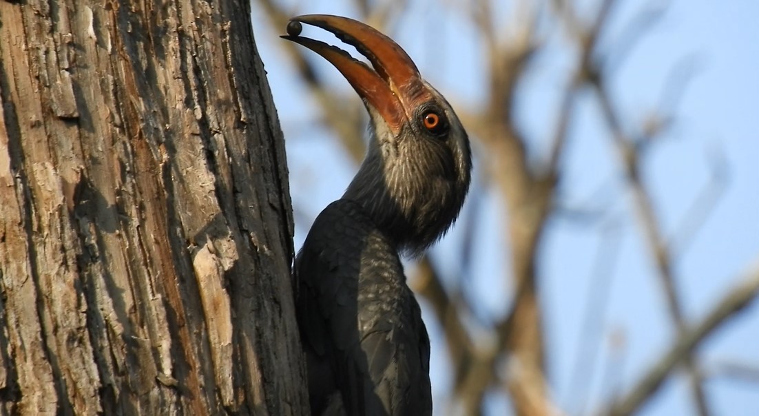 Malabar Gray Hornbill - Samyak S
