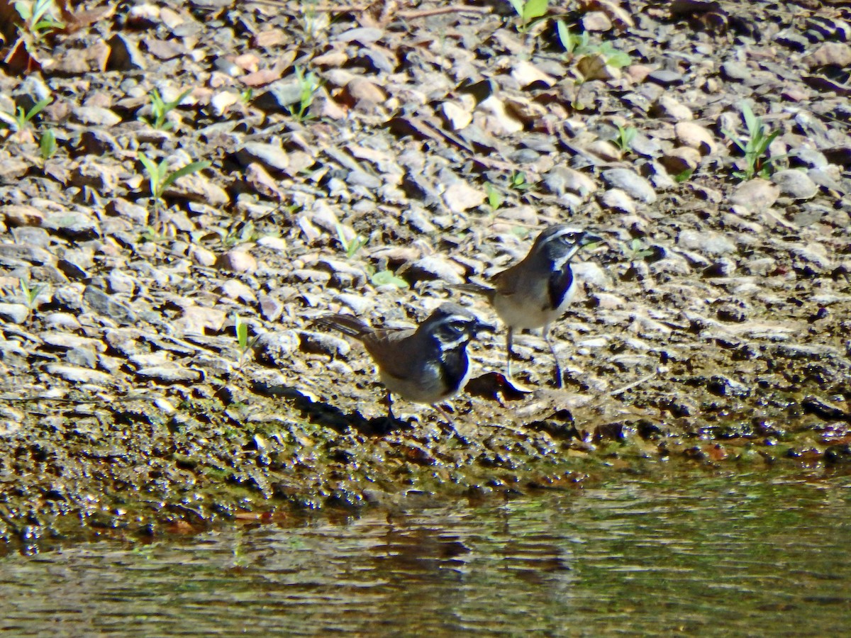 Black-throated Sparrow - ML30386451