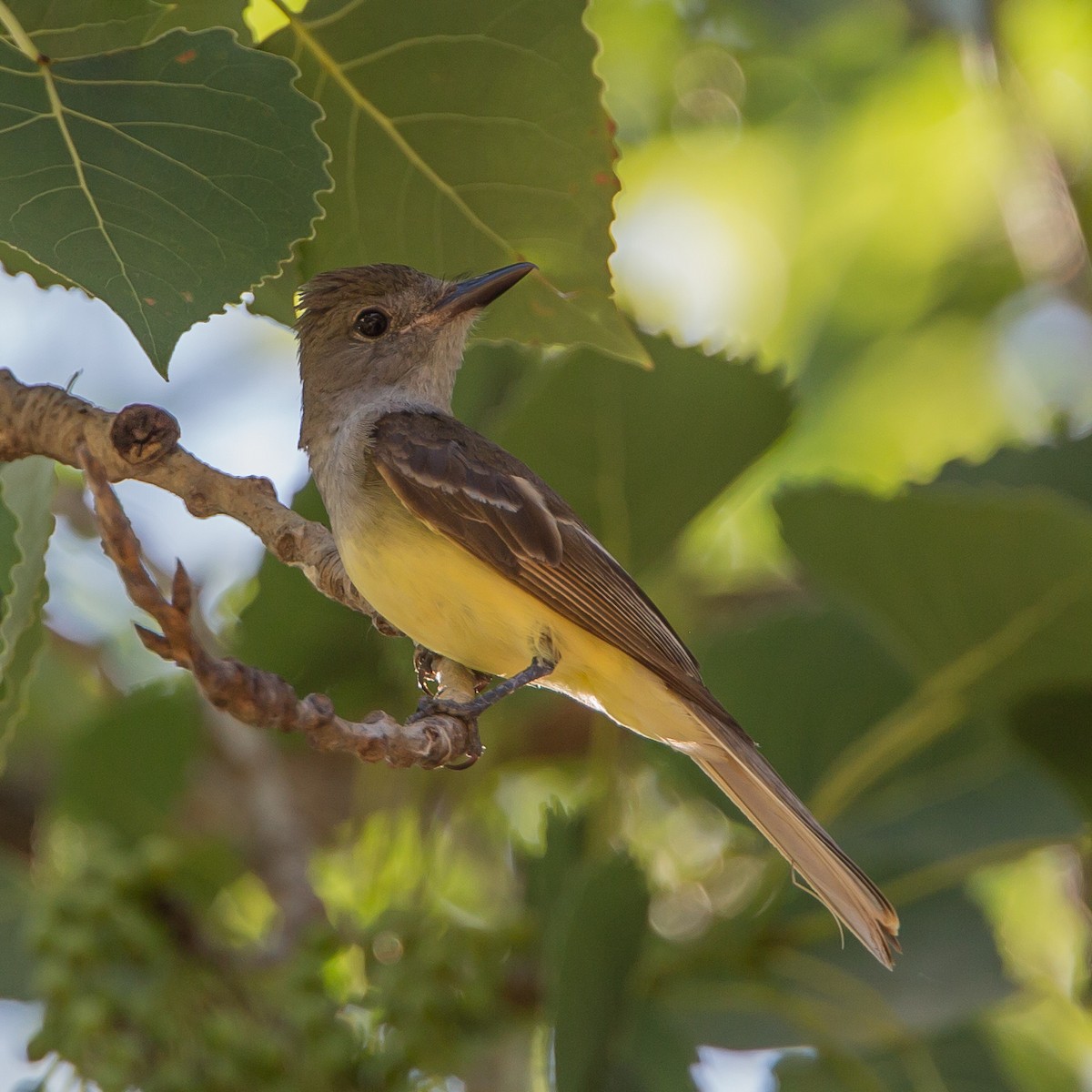 Great Crested Flycatcher - ML30386711