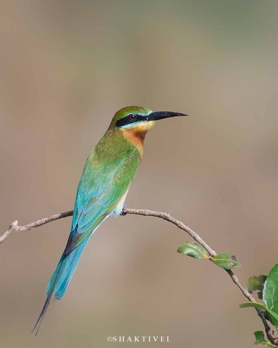 Blue-tailed Bee-eater - Shakti - Tribesmen.in