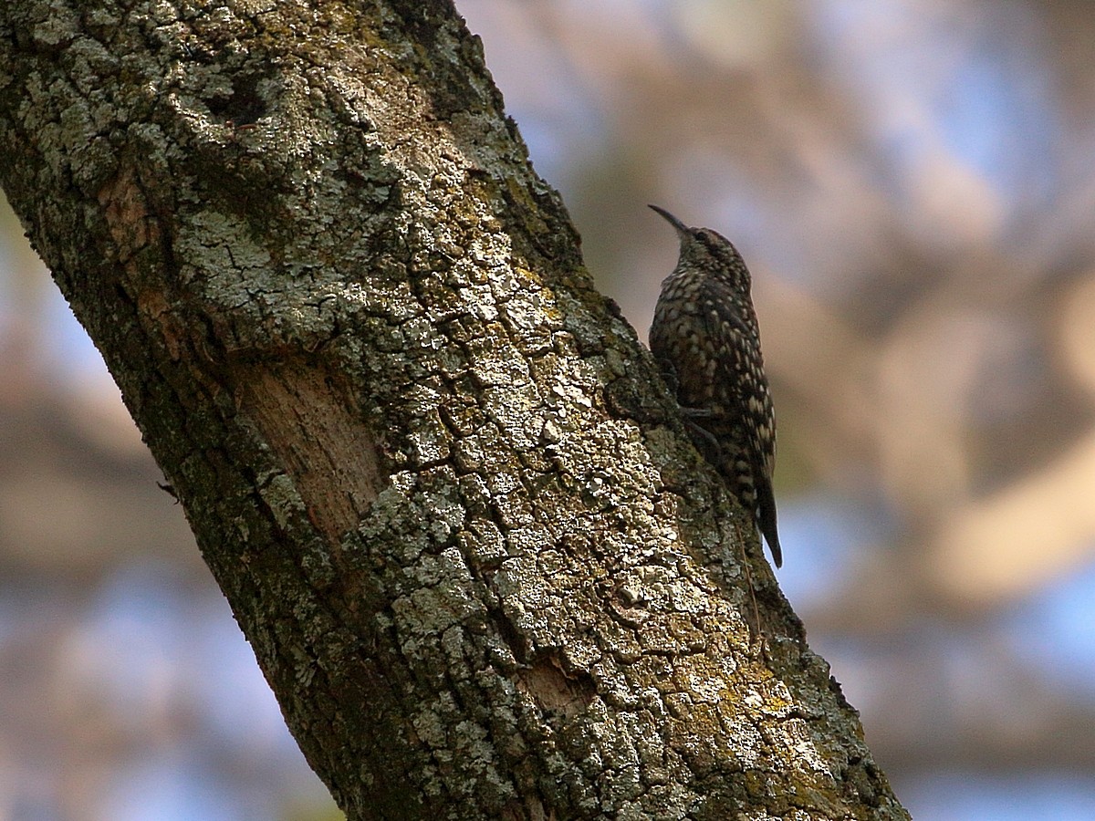 African Spotted Creeper - ML303873941