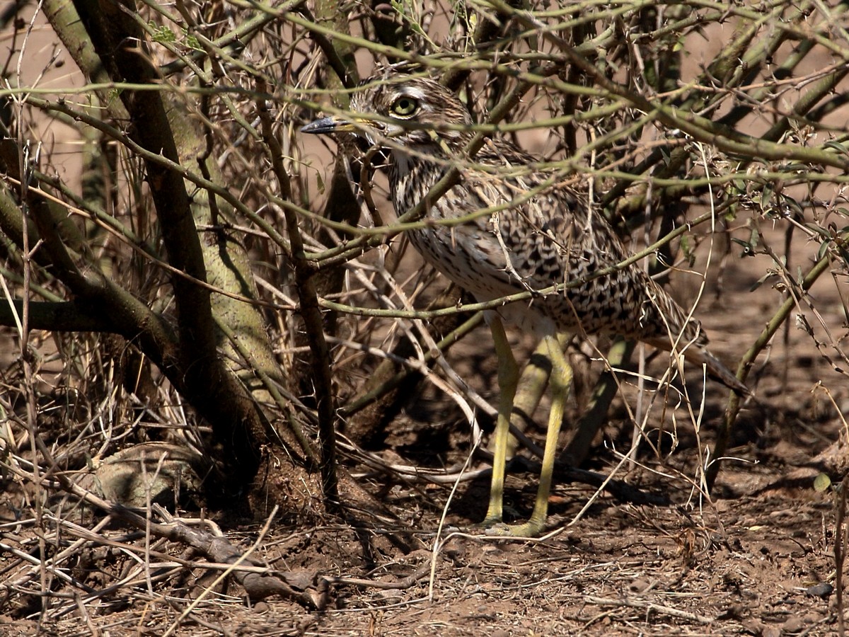 Spotted Thick-knee - ML303874851
