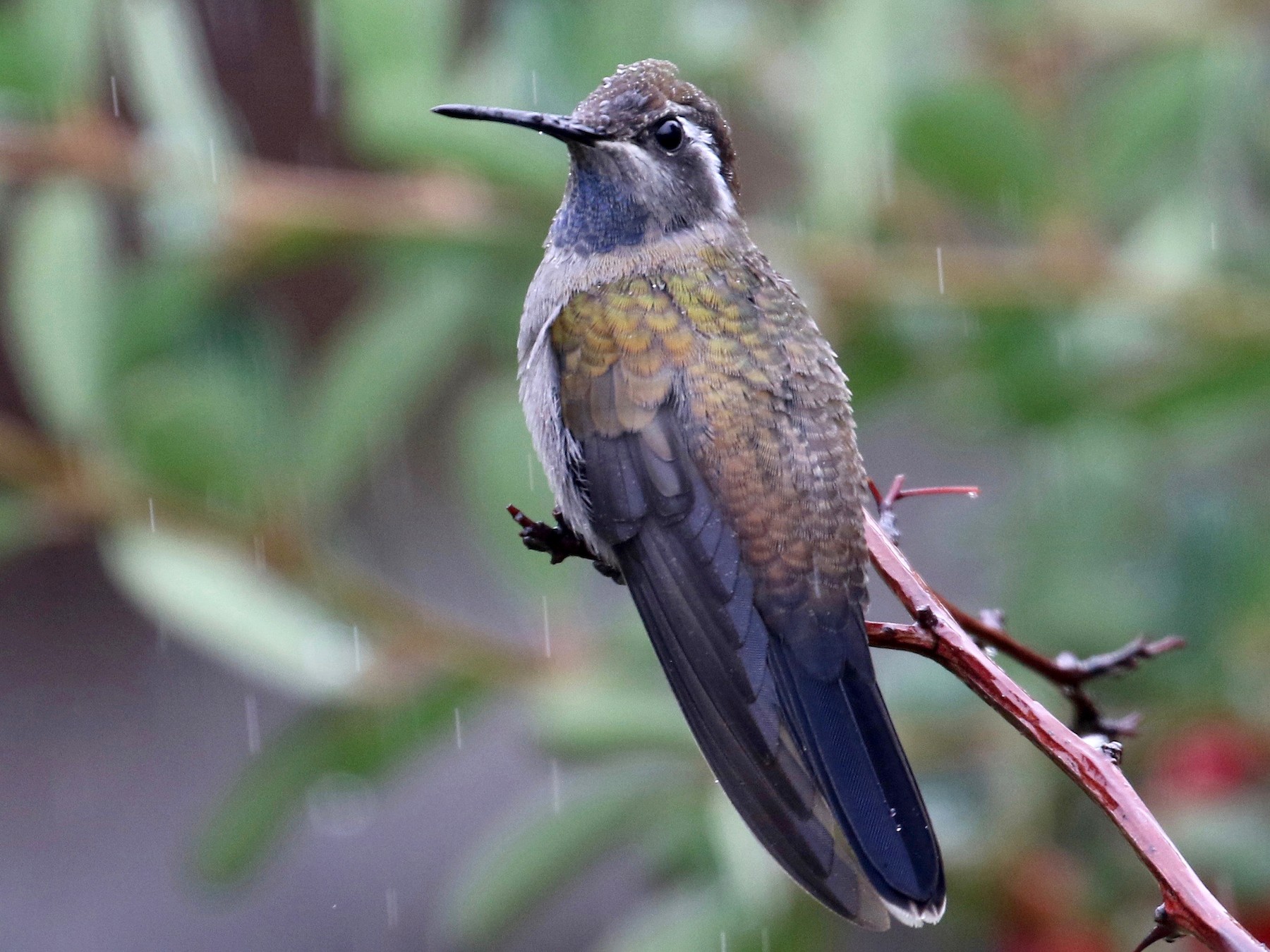 Blue-throated Mountain-gem - Laurens Halsey