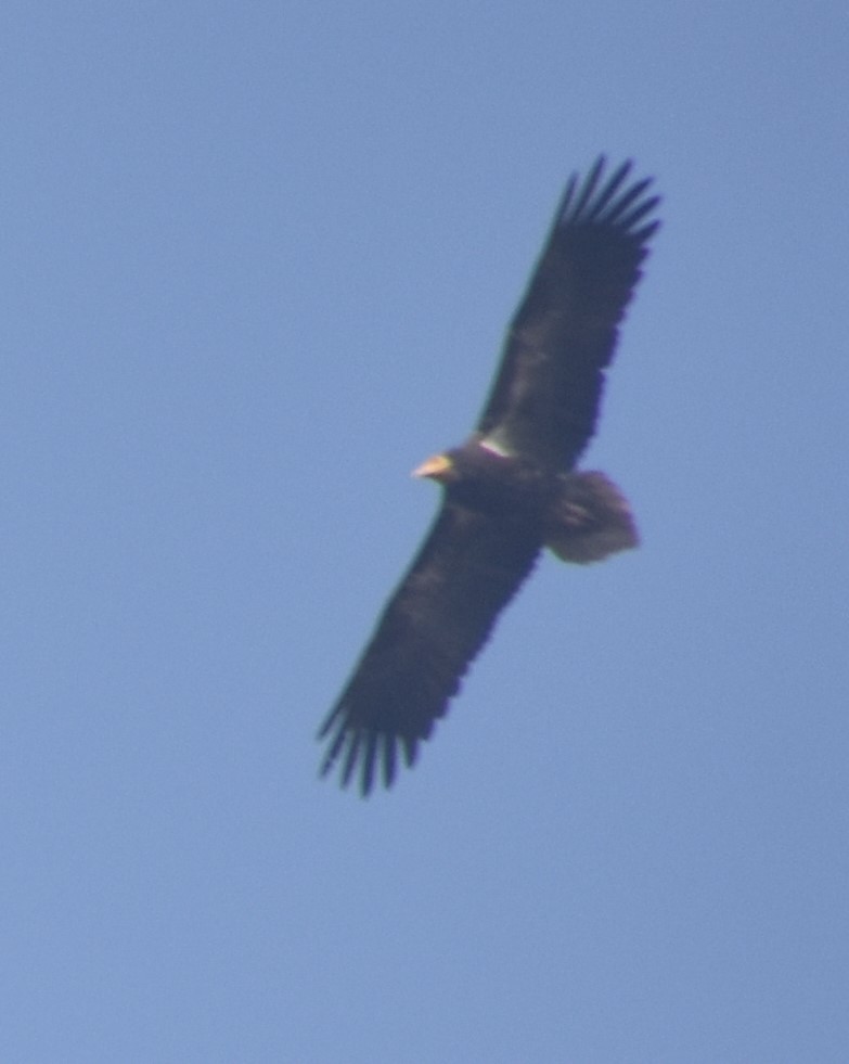 Egyptian Vulture - ML303875571