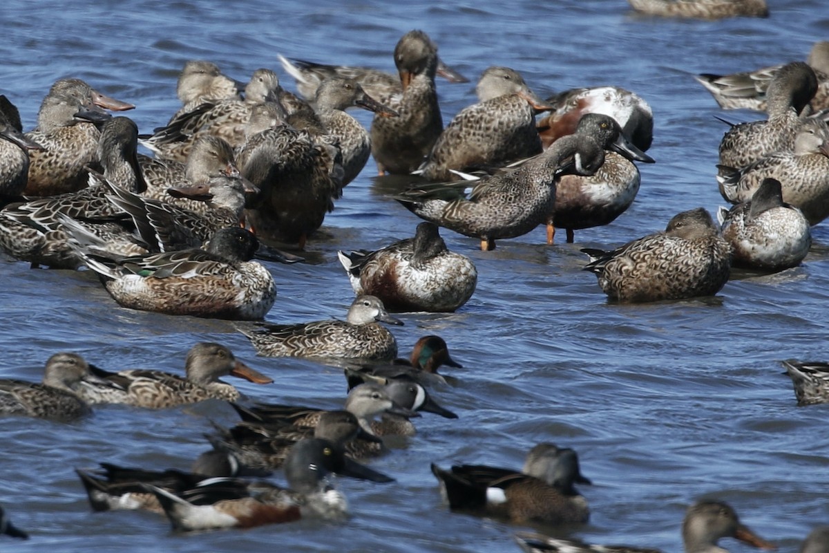 Green-winged Teal - ML303875611