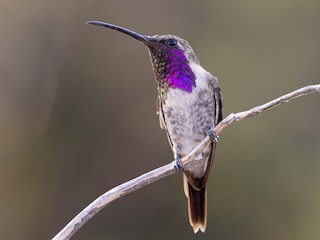 アカヒゲハチドリ - eBird