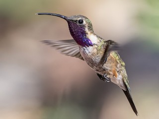アカヒゲハチドリ - eBird
