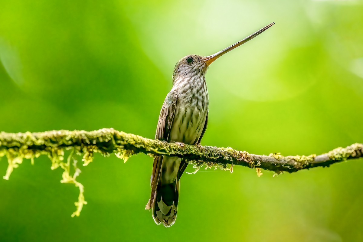 Tooth-billed Hummingbird - Pancho Enriquez