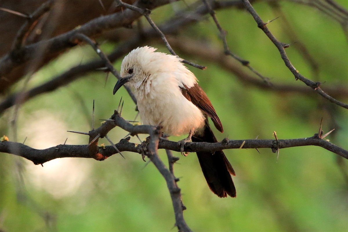 Southern Pied-Babbler - ML303880801