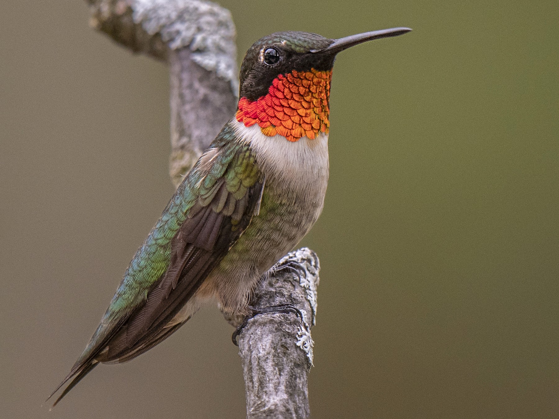 Ruby-throated Hummingbird - Brian Kulvete