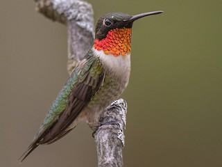 ノドアカハチドリ - eBird