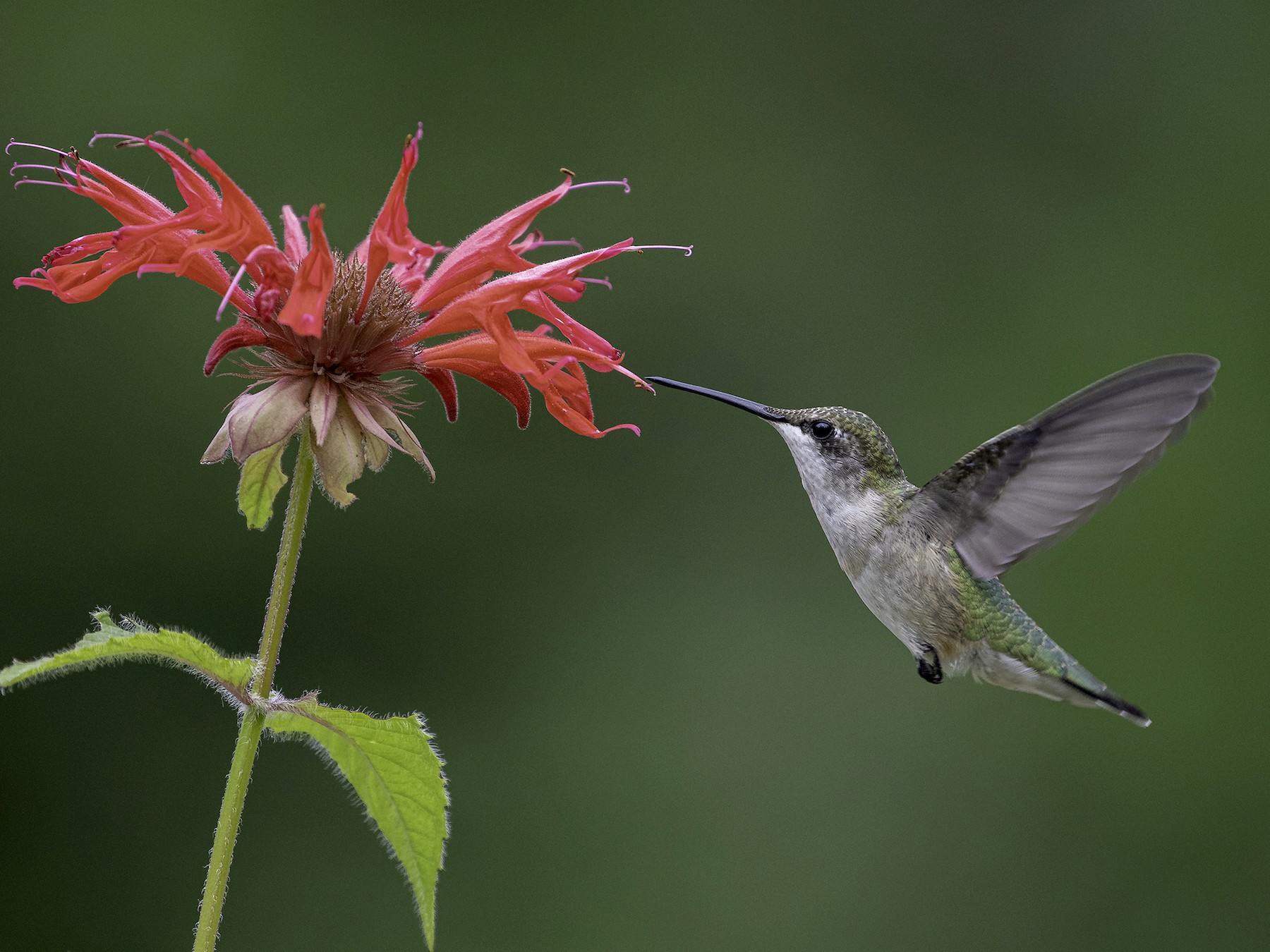 Colibri à gorge rubis féminin approchant d'un mangeoire pour boire un verre  Photo Stock - Alamy