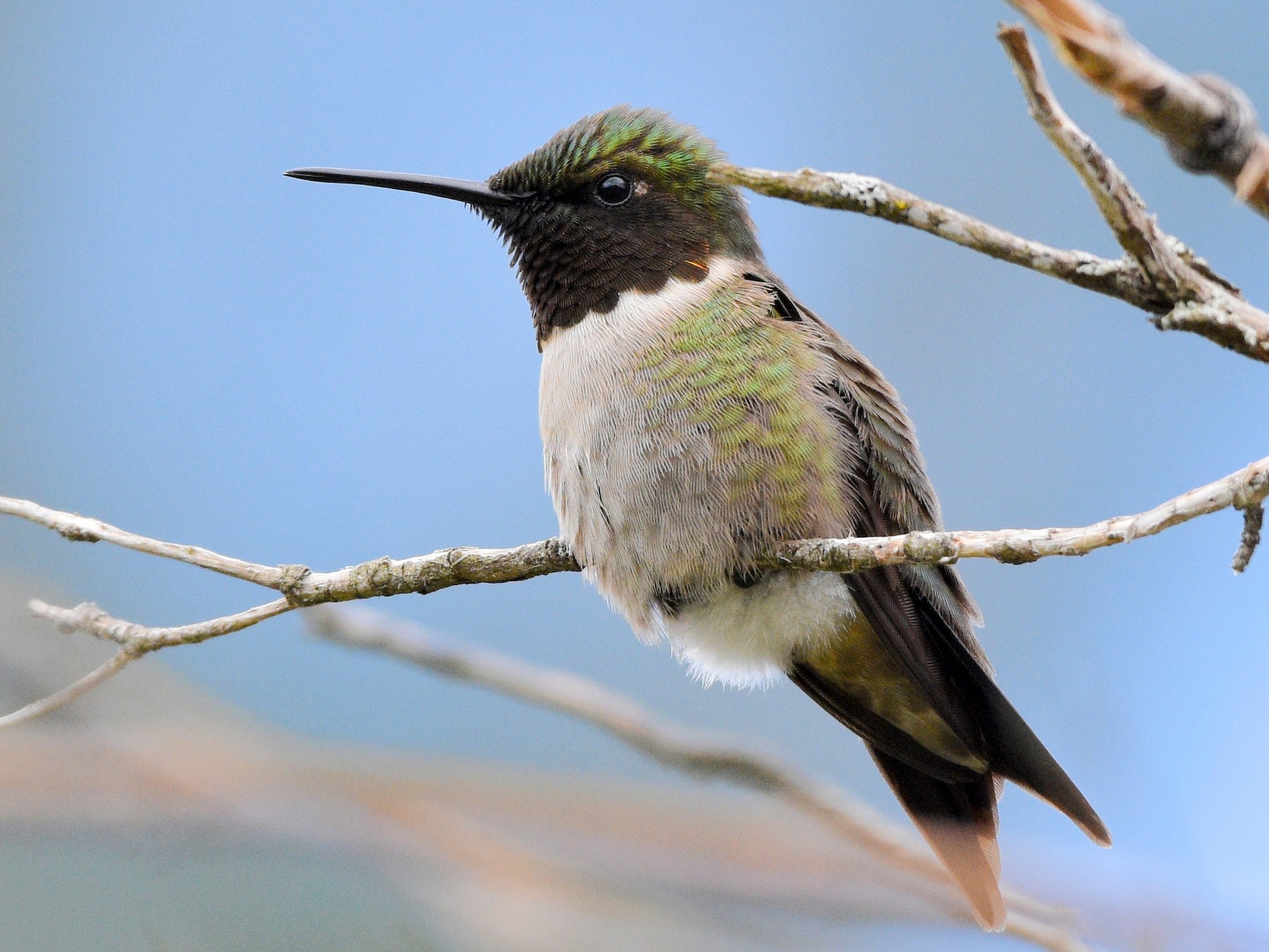 Ruby-throated Hummingbird - Grace C