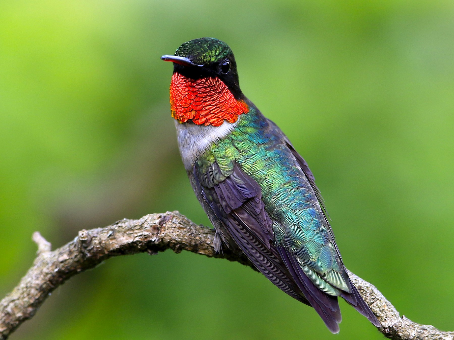 Faune et flore du pays - Le Colibri à gorge rubis