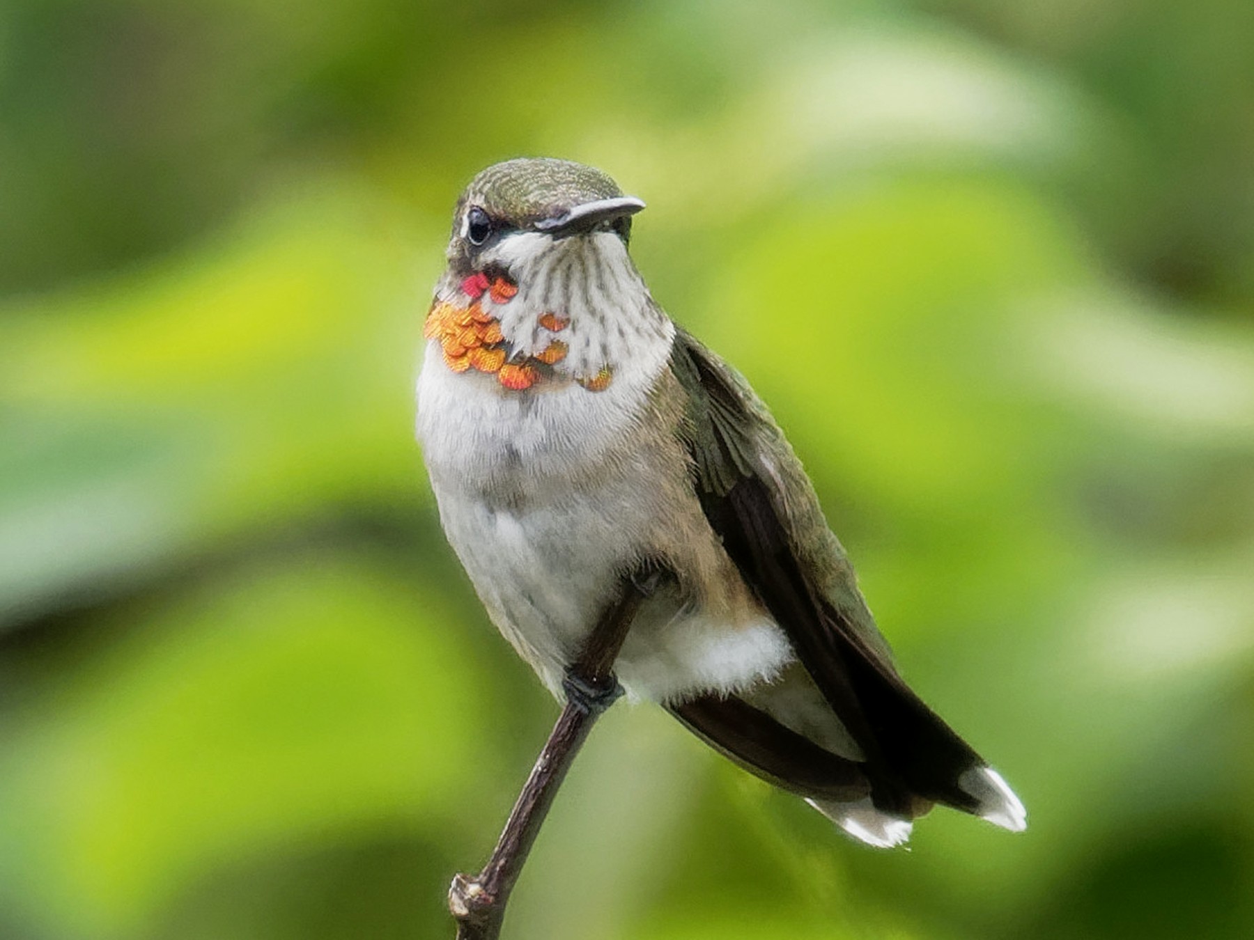 Ruby-throated Hummingbird - Dina Perry