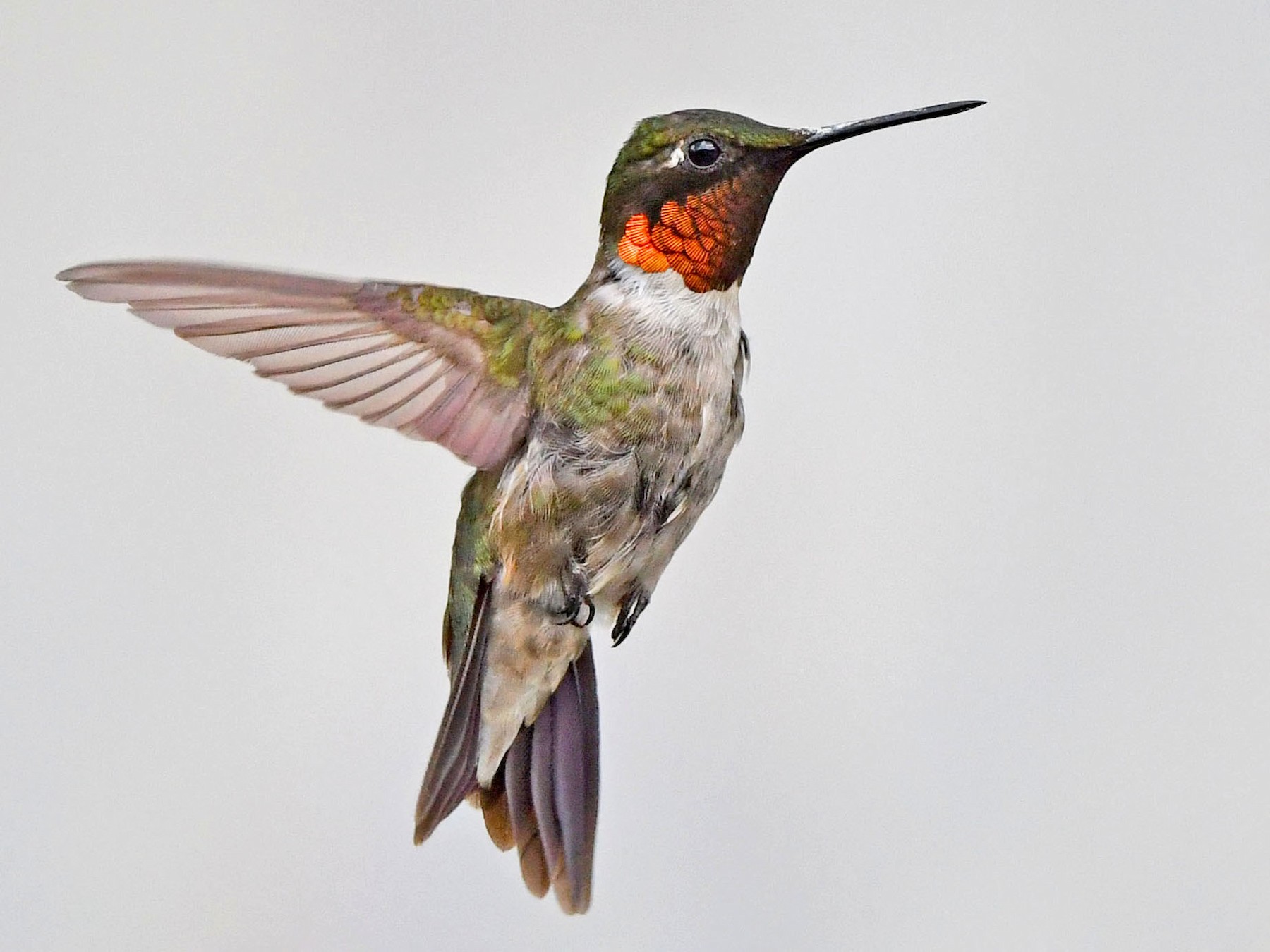 Ruby-throated Hummingbird - Jeremy Cohen