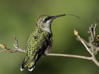 Молодая птица - Cam Nikkel - ML303881641