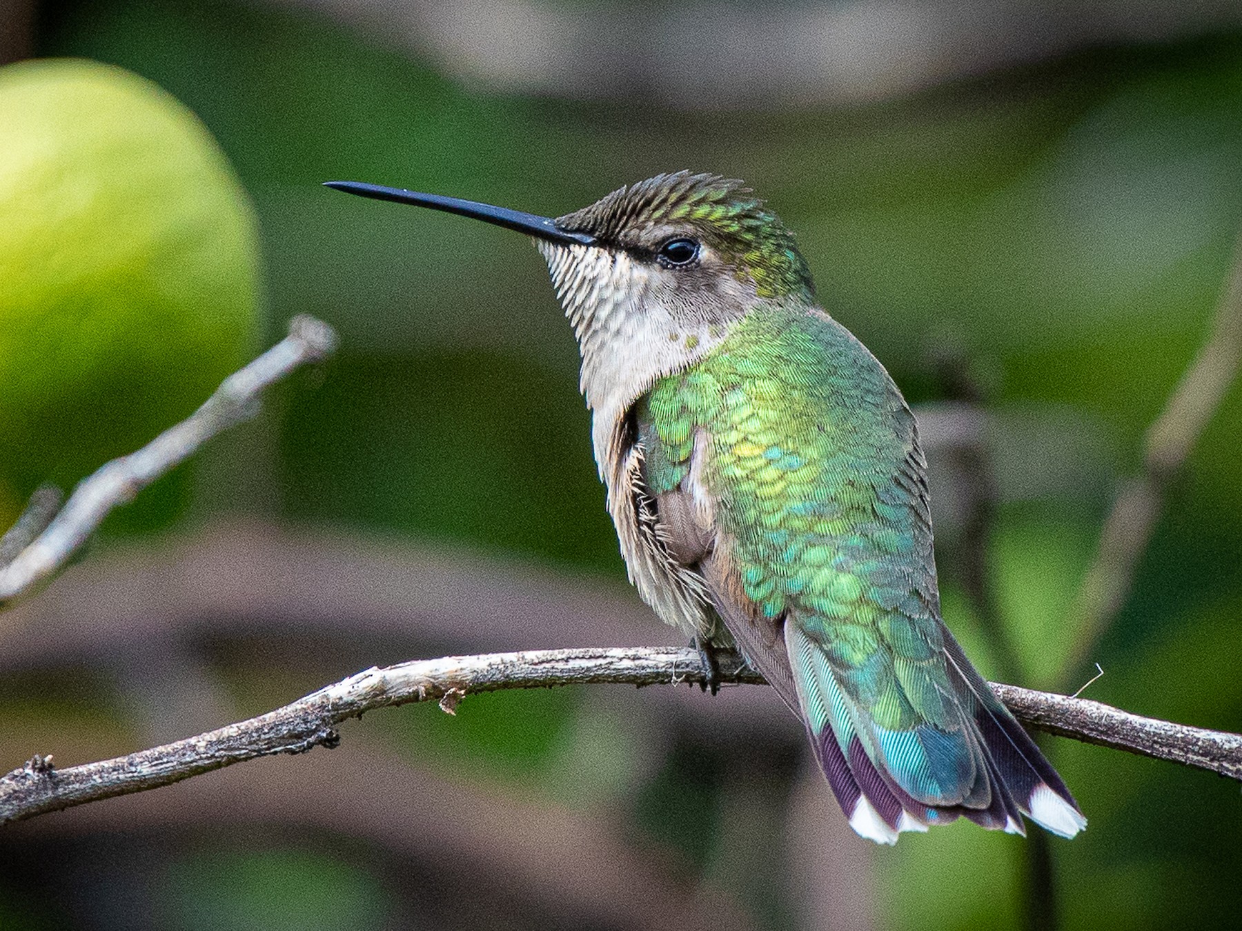 Ruby-throated Hummingbird - German Garcia