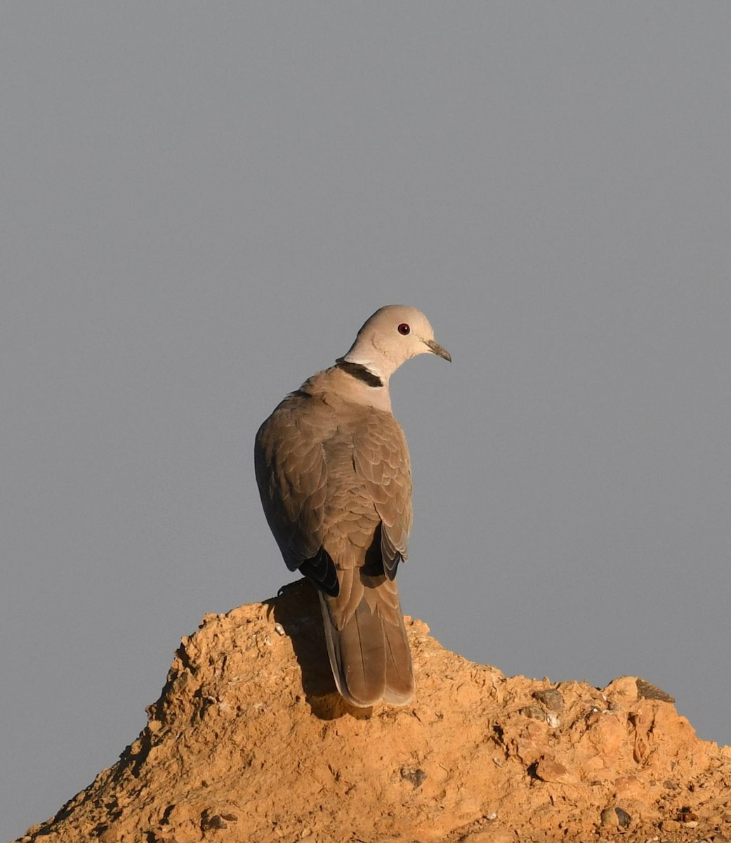 Eurasian Collared-Dove - rima dhillon