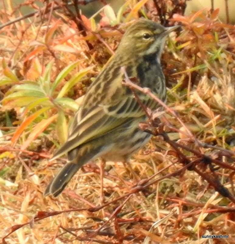 Rosy Pipit - ML303886951