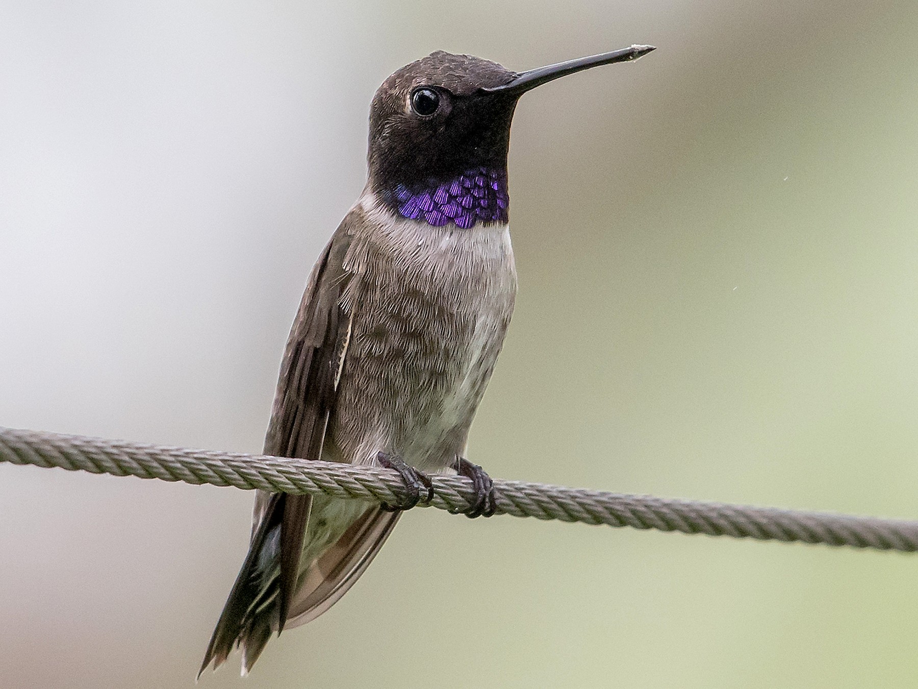 Black-chinned Hummingbird - Mike Stewart