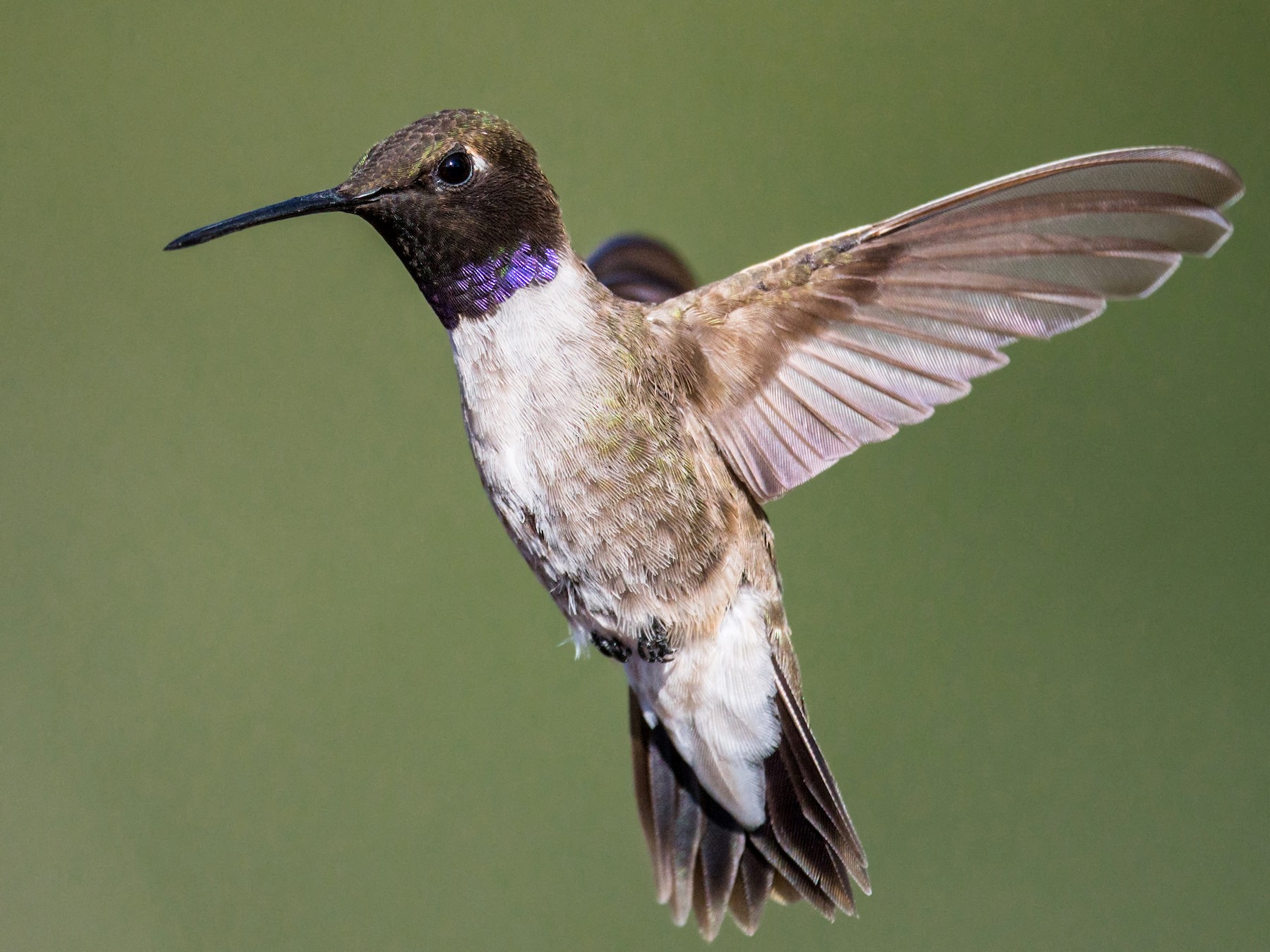 Black-chinned Hummingbird - Jim Merritt