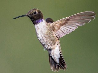 マディソンパーク　ハチドリ マディソンパーク ハチドリ Amazon.com : Songbird Essentials