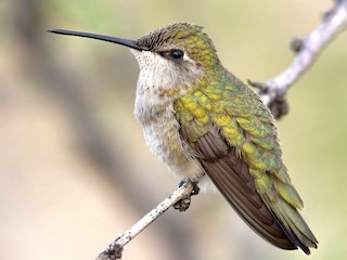 ノドグロハチドリ - eBird